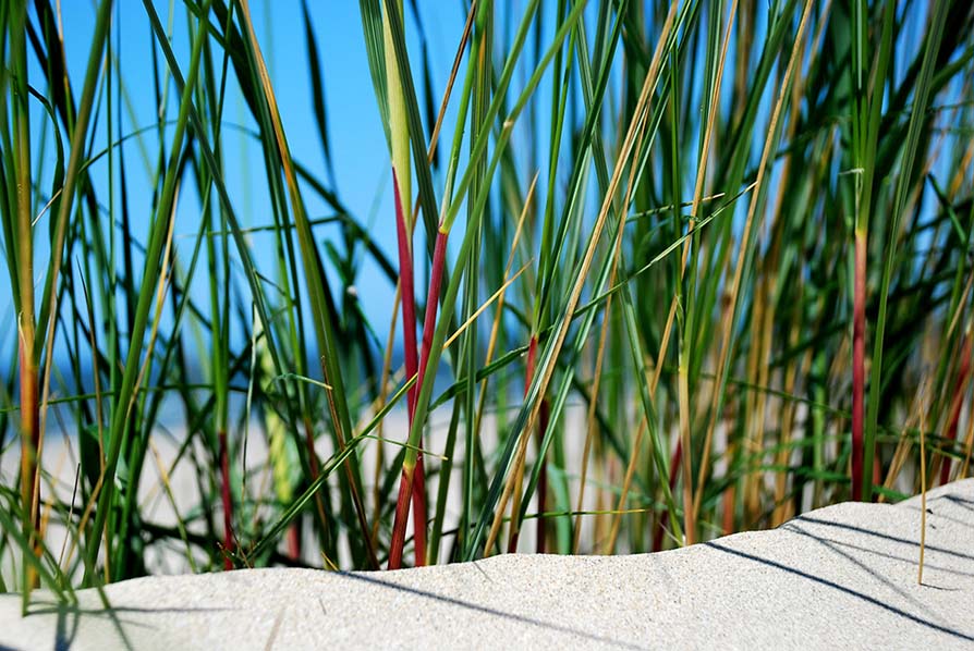 Strandhafer, Deutschland 2009.